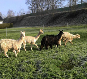Alpakas auf einer Weide