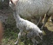 weißes Alpaka Jungtier