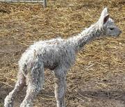  Eliopeye schneeweißes Alpaka Jungtier