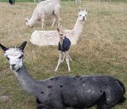 Die Alpaka Familie entstpannd auf der Wiese