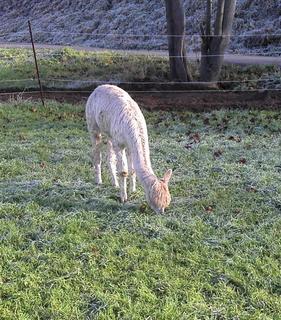 weißer Alpake Nachwuchs am fressen