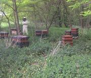 Bienen im Wald