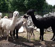 Der kleine Salome ist geboren