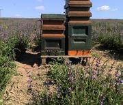 Bienenstöcke auf dem Feld