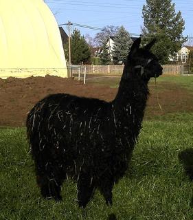 LCA-Elvis Junghengst steht auf der Wiese