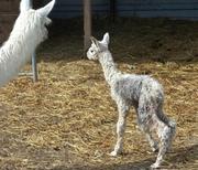 Sehr kräftiges Fohlen