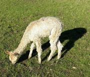 drei Monate altes Alpaka