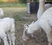 Alpaka Brüder auf der Wiese