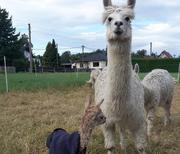 Jungtier mit ihrer Mutter 