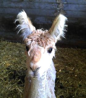 Unser AAG-Giotto, frisch angekommen schaut etwas verstört in die Kamera