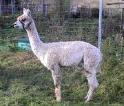 Alpaka auf der Wiese