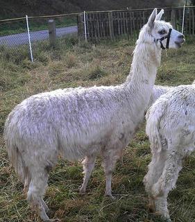 Älteste Alpaka EK-Sarah aud der Wiese