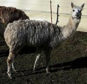 Zuchtstuten EK smeralda 