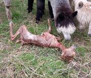 Frisch geborenes Alpaka liegt auf der Wiese