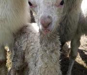 Aplpaka Jungtier