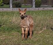 Jungtier Girano von Gloria