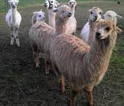 Alpakas auf der Wiese