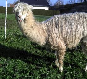 EK-Sasuke - Sohn von Sarah schaut in die Kamera