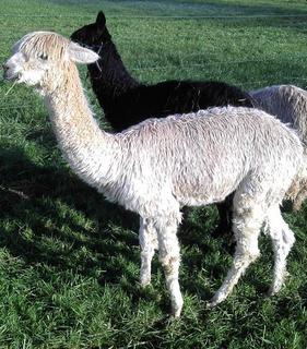 schwarzes und weißes Alpaka am grasen