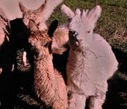 Girano zusammen mit Bruder Eliopeye 