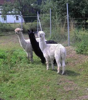 Drei Alpaka Hengste