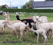 Jungtier mit der Familie