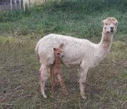 Alpaka Jungtier bei ihrer Mutter