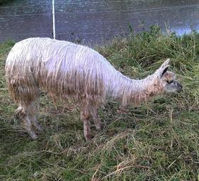 SL-Glamour Girl Alpake auf einer Wiese