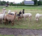 Alpaka Jungtier steht zum ersten mal