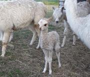 Alpaka Jung Shadow steht auf der Wiese