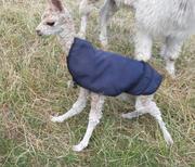 Alpaka Jungtier Sweety auf der Wiese