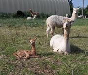 Alpakas genießen die Sonne